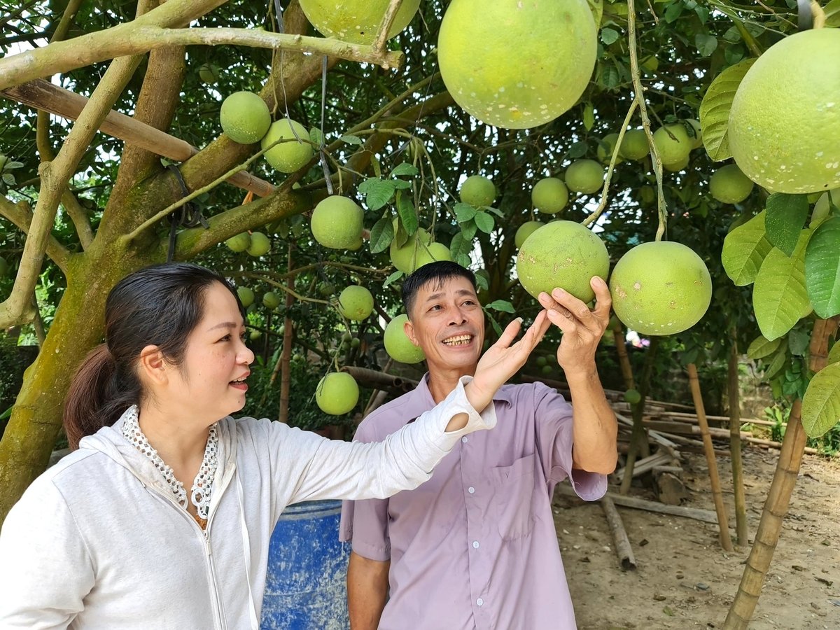 Việc được cấp mã số vùng trồng đã giúp quả bưởi đặc sản Soi Hà của tỉnh Tuyên Quang rộng đường vươn ra thị trường thế giới. Ảnh: Đào Thanh.