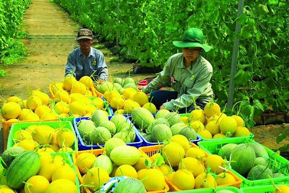 Chủ tịch UBND các tỉnh, thành phố trực thuộc Trung ương cần khẩn trương thực hiện các biện pháp xử lý triệt để các khuyến cáo của Đoàn thanh tra EU liên quan đến dư lượng thuốc trừ sâu tại các vùng trồng. Ảnh: Minh Hoàng. Chủ tịch UBND các tỉnh, thành phố trực thuộc Trung ương cần khẩn trương thực hiện các biện pháp xử lý triệt để các khuyến cáo của Đoàn thanh tra EU liên quan đến dư lượng thuốc trừ sâu tại các vùng trồng. Ảnh: Minh Hoàng.