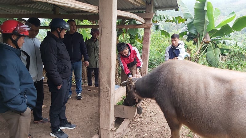 Mô hình chăn nuôi hộ gia đình. Ảnh: Hoàng Châu. Mô hình chăn nuôi hộ gia đình. Ảnh: Hoàng Châu.