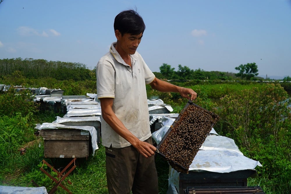 Anh Trần Văn Sửu nuôi khoảng 500 tổ ong bên rừng sú vẹt. Ảnh: Thu Thủy. Anh Trần Văn Sửu nuôi khoảng 500 tổ ong bên rừng sú vẹt. Ảnh: Thu Thủy.