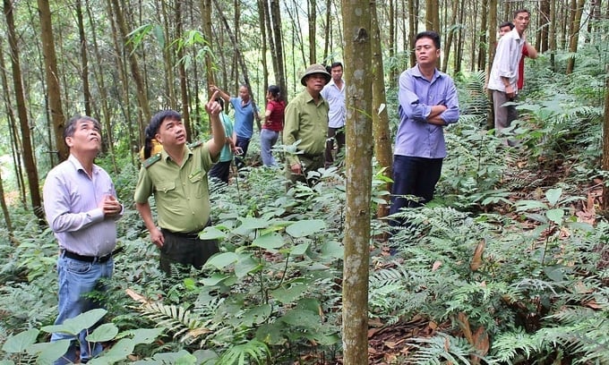 Khảo sát thu thập thông tin cấp mã số vùng trồng tại tỉnh Tuyên Quang. Ảnh: Bảo Thắng. Khảo sát thu thập thông tin cấp mã số vùng trồng tại tỉnh Tuyên Quang. Ảnh: Bảo Thắng.