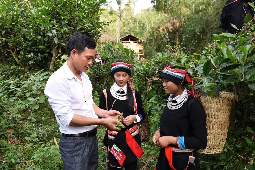 Bí thư Chi bộ Bàn Văn Tranh hướng dẫn người dân thu hoạch chè Shan tuyết. Ảnh: Thủy Nhi. Bí thư Chi bộ Bàn Văn Tranh hướng dẫn người dân thu hoạch chè Shan tuyết. Ảnh: Thủy Nhi.