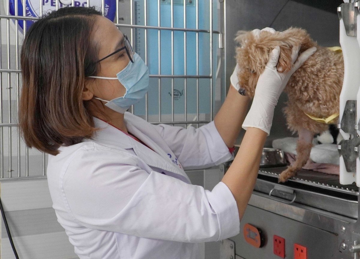 Thú cưng cần được chủ nuôi đưa đi khám sức khỏe định kỳ. Ảnh: Lê Bình.