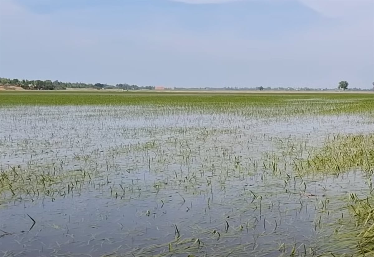 Một cánh đồng lúa bị ngập úng ở ĐBSCL. Ảnh: Sơn Trang. Một cánh đồng lúa bị ngập úng ở ĐBSCL. Ảnh: Sơn Trang.