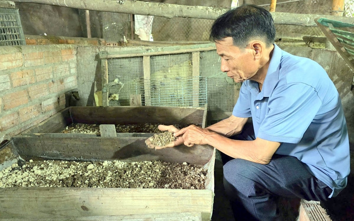 Ông Võ Quốc Trà, một nông dân ở thôn Phước Lương, xã Diên Thọ, tỉnh Khánh Hòa nuôi sâu canxi phục nuôi gà. Ảnh: Phương Chi. Ông Võ Quốc Trà, một nông dân ở thôn Phước Lương, xã Diên Thọ, tỉnh Khánh Hòa nuôi sâu canxi phục nuôi gà. Ảnh: Phương Chi.