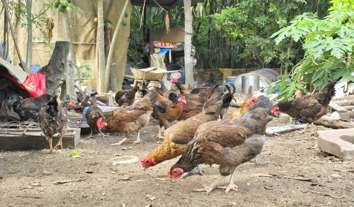 Ông Trà cho biết, nhờ cho gà ăn sâu canxi đã giúp ông tiết kiệm chi phí tiền mua cám công nghiệp. Ảnh: Phương Chi. Ông Trà cho biết, nhờ cho gà ăn sâu canxi đã giúp ông tiết kiệm chi phí tiền mua cám công nghiệp. Ảnh: Phương Chi.