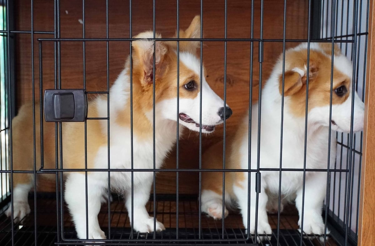 Số lượng chó, mèo ở Việt Nam đang tăng nhanh trong những năm gần đây. Ảnh: Lê Bình. Số lượng chó, mèo ở Việt Nam đang tăng nhanh trong những năm gần đây. Ảnh: Lê Bình.
