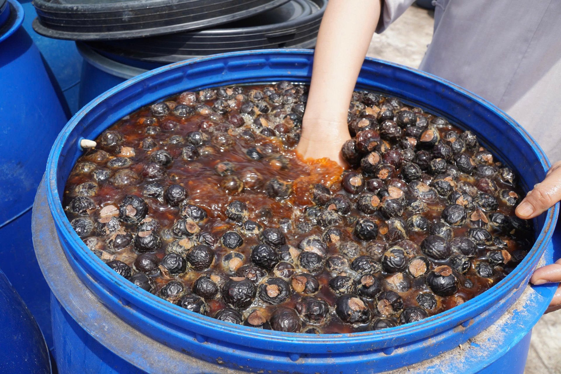 Từ thành công với các loại tinh dầu, năm 2018 sư thầy Thích Đàm Ngoan bắt tay vào sản xuất dầu gội từ hơn 30 loại thảo dược như: cỏ mần trầu, hà thủ ô, sài đất, cỏ mực, lá chè, lá trầu không, vỏ bưởi, nha đam… Rồi tiếp tục mở rộng sản xuất, tìm kiếm thêm nguyên liệu để làm dầu xả, nước rửa chén… hoàn toàn bằng nguyên liệu tự nhiên, phục vụ người dân và du khách đến chùa. Từ thành công với các loại tinh dầu, năm 2018 sư thầy Thích Đàm Ngoan bắt tay vào sản xuất dầu gội từ hơn 30 loại thảo dược như: cỏ mần trầu, hà thủ ô, sài đất, cỏ mực, lá chè, lá trầu không, vỏ bưởi, nha đam… Rồi tiếp tục mở rộng sản xuất, tìm kiếm thêm nguyên liệu để làm dầu xả, nước rửa chén… hoàn toàn bằng nguyên liệu tự nhiên, phục vụ người dân và du khách đến chùa.