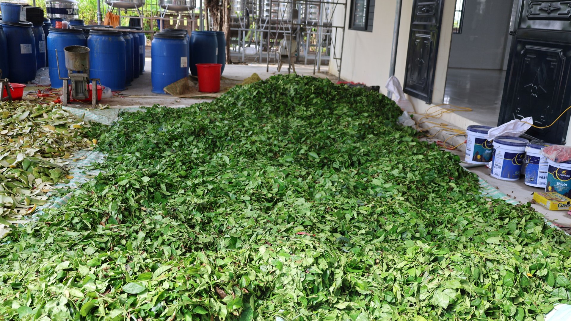 Như trong dầu gội lá trầu không, lá ổi, lá khế, vỏ bưởi có tác dụng trị ngứa. Còn cỏ mực, lá chè, hà thủ ô làm đen tóc. Như trong dầu gội lá trầu không, lá ổi, lá khế, vỏ bưởi có tác dụng trị ngứa. Còn cỏ mực, lá chè, hà thủ ô làm đen tóc.