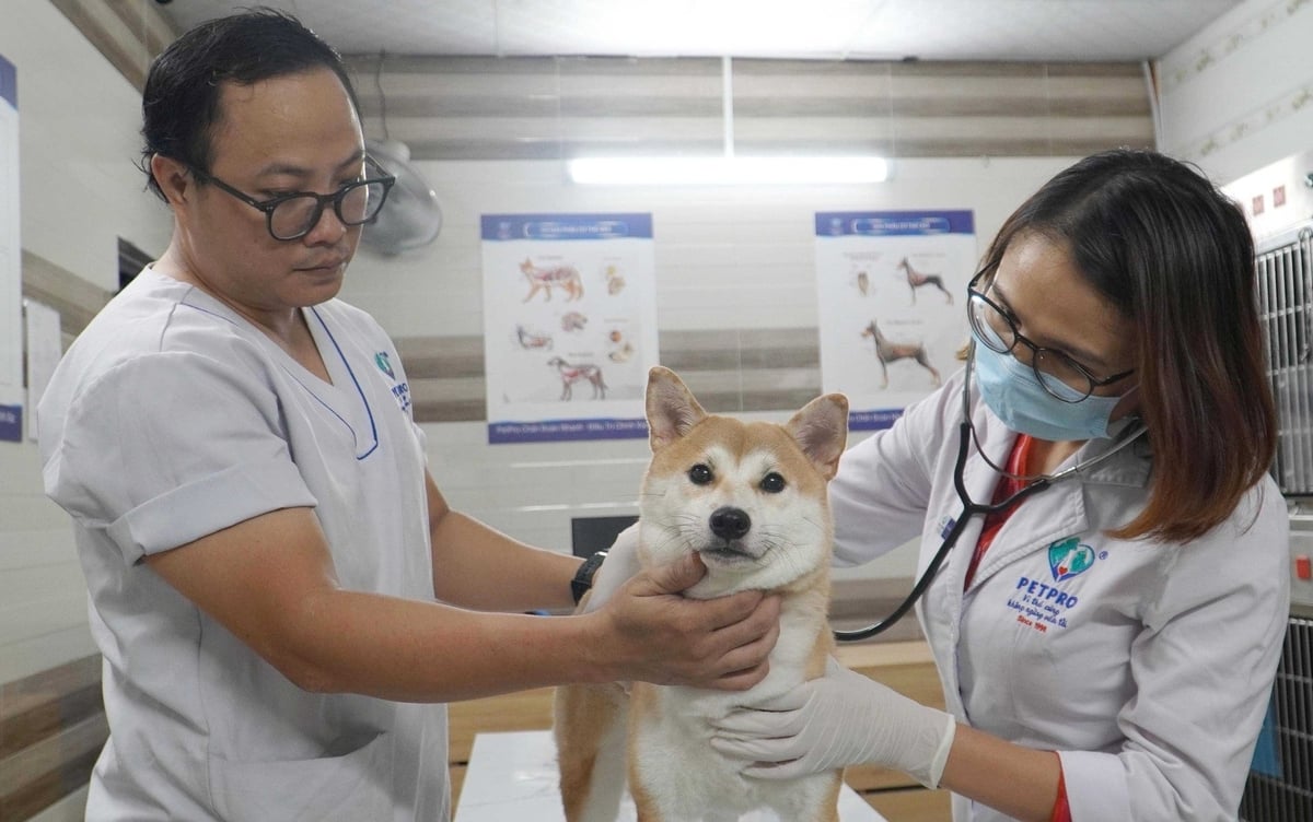 Lĩnh vực chăm sóc thú cưng ở Việt Nam đang được nhiều cơ sở đầu tư mạnh mẽ. Ảnh: Lê Bình. Lĩnh vực chăm sóc thú cưng ở Việt Nam đang được nhiều cơ sở đầu tư mạnh mẽ. Ảnh: Lê Bình.