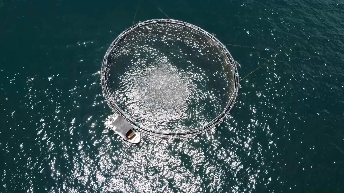 Marine aquaculture today is the foundation for future generations to continue elevating Vietnam’s seafood industry, achieving both high economic value and ocean sustainability. Photo: Duy Hoc.