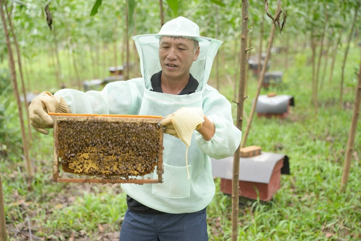 Ông Ngô Tuấn Xuân – hộ nuôi ong tiêu biểu ở thôn Đồng Xuân đi kiểm tra các cầu ong. Ảnh: Phạm Minh. Ông Ngô Tuấn Xuân – hộ nuôi ong tiêu biểu ở thôn Đồng Xuân đi kiểm tra các cầu ong. Ảnh: Phạm Minh.