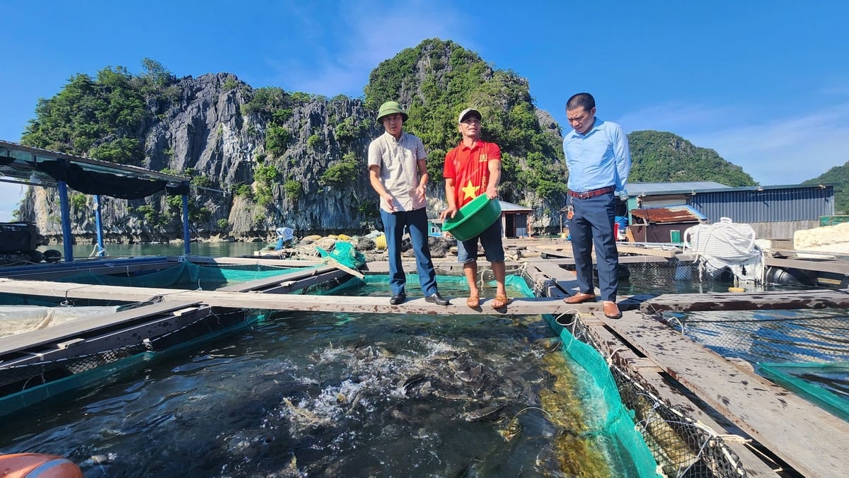 Mô hình nuôi trồng thủy sản trên vùng biển thuộc đặc khu Vân Đồn. Ảnh: Nguyễn Thành. Mô hình nuôi trồng thủy sản trên vùng biển thuộc đặc khu Vân Đồn. Ảnh: Nguyễn Thành.