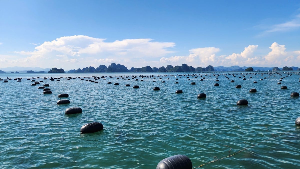 Quảng Ninh có tiềm năng và lợi thế phát triển nuôi biển hiện đại. Ảnh: Nguyễn Thành. Quảng Ninh có tiềm năng và lợi thế phát triển nuôi biển hiện đại. Ảnh: Nguyễn Thành.