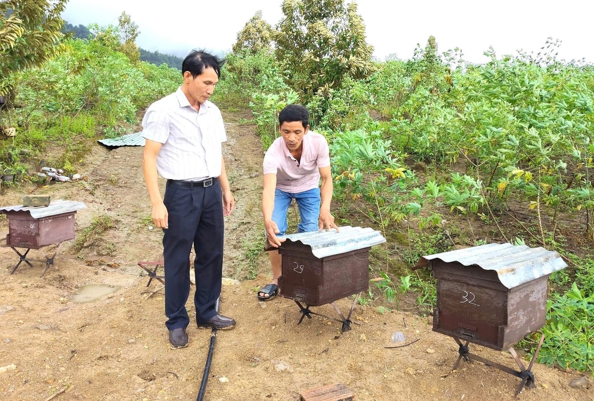Nuôi ong đang giúp người dân vùng đệm tăng thêm thu nhập. Ảnh: Tuấn Anh. Nuôi ong đang giúp người dân vùng đệm tăng thêm thu nhập. Ảnh: Tuấn Anh.