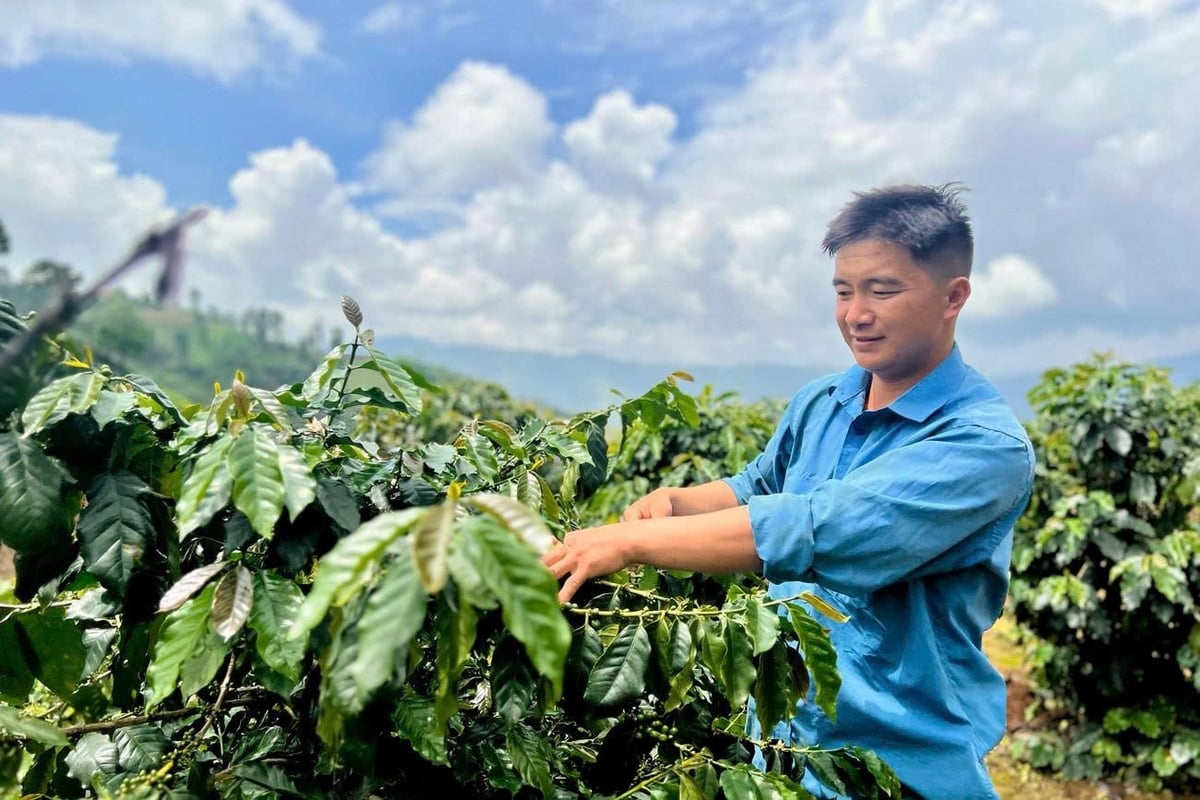 Đoàn viên Giàng A Sài vượt khó làm cà phê trên núi đồi Tây Bắc. Ảnh : H.C. Đoàn viên Giàng A Sài vượt khó làm cà phê trên núi đồi Tây Bắc. Ảnh : H.C.