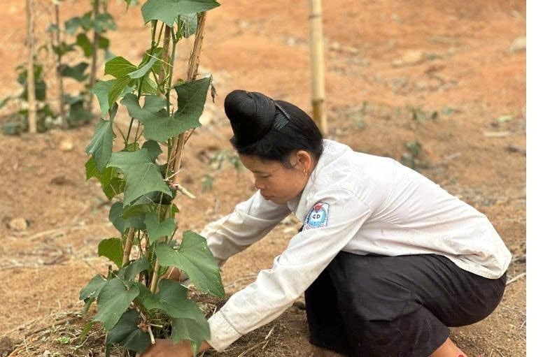 Mô hình phát triển sản xuất của phụ nữ Điện Biên. Ảnh: Hoàng Châu. Mô hình phát triển sản xuất của phụ nữ Điện Biên. Ảnh: Hoàng Châu.