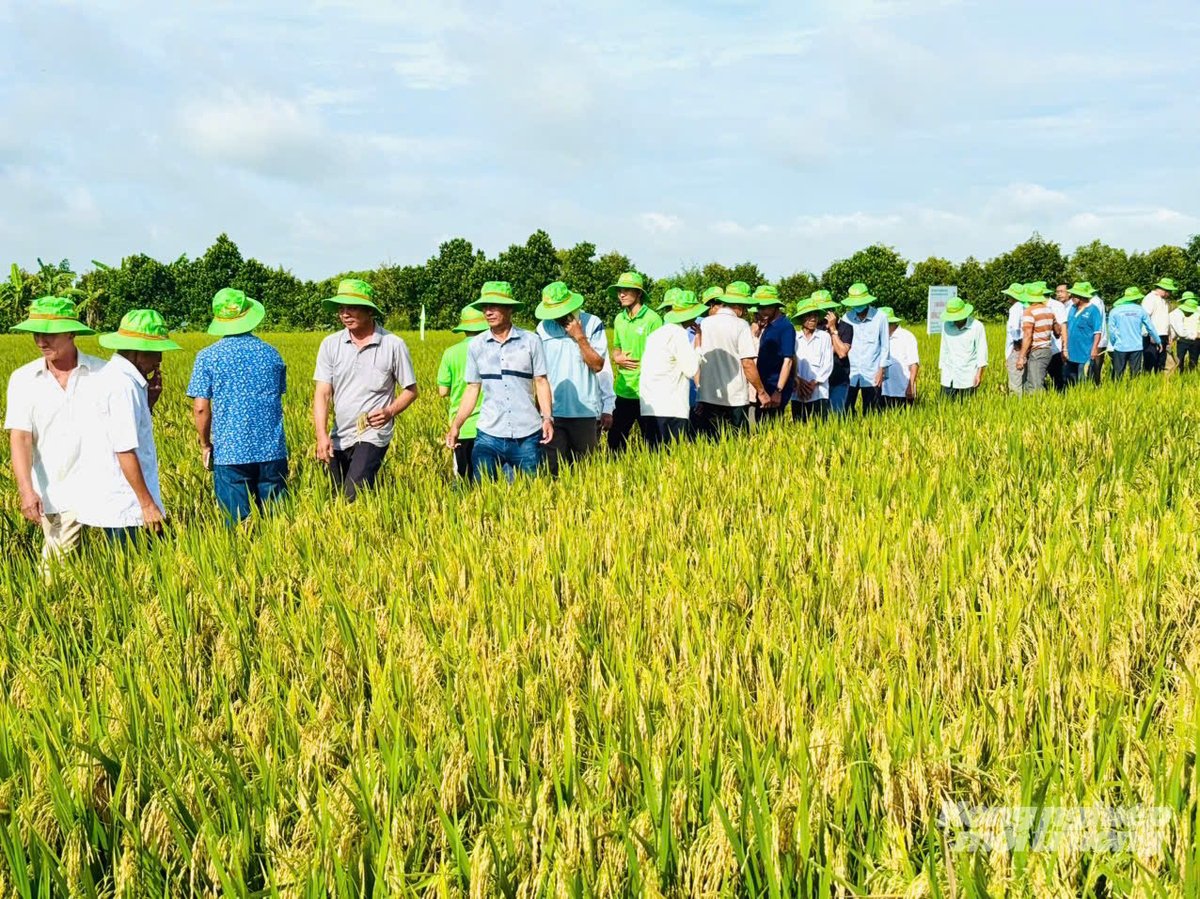 Nông dân và cán bộ kỹ thuật tham quan mô hình trình diễn giống lúa OM468. Ảnh: Lê Hoàng Vũ Nông dân và cán bộ kỹ thuật tham quan mô hình trình diễn giống lúa OM468. Ảnh: Lê Hoàng Vũ