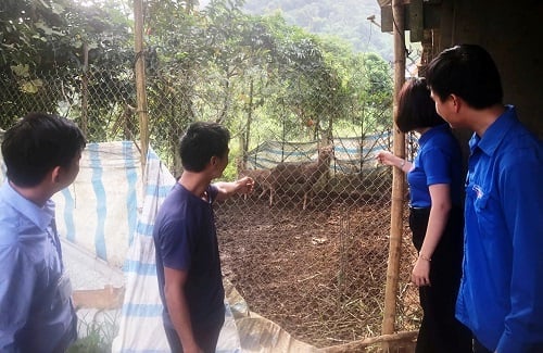 Mô hình chăn nuôi hươu của đoàn viên tại địa phương. Ảnh: Tỉnh đoàn Điện Biên. Mô hình chăn nuôi hươu của đoàn viên tại địa phương. Ảnh: Tỉnh đoàn Điện Biên.