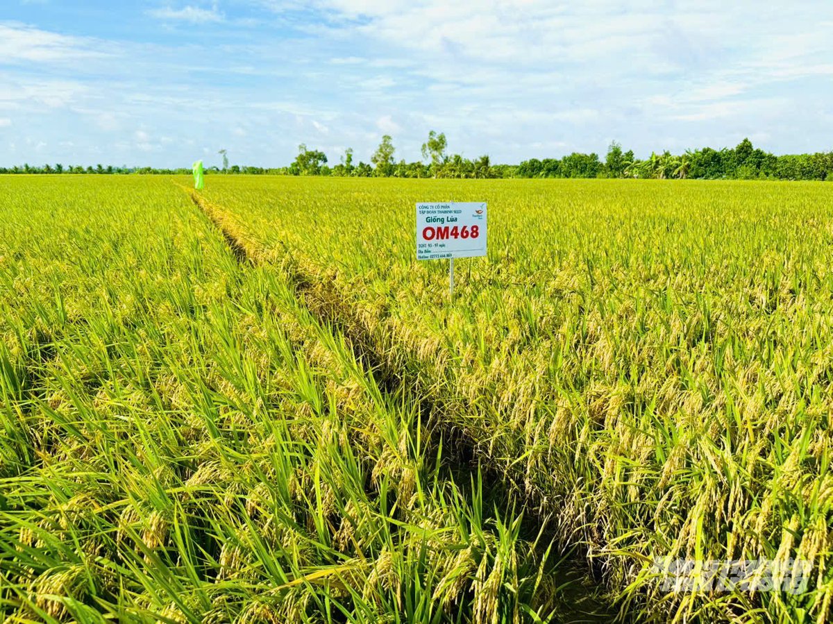 Cánh đồng lúa OM468 chín vàng, chuẩn bị bước vào vụ thu hoạch. Ảnh: Lê Hoàng Vũ Cánh đồng lúa OM468 chín vàng, chuẩn bị bước vào vụ thu hoạch. Ảnh: Lê Hoàng Vũ