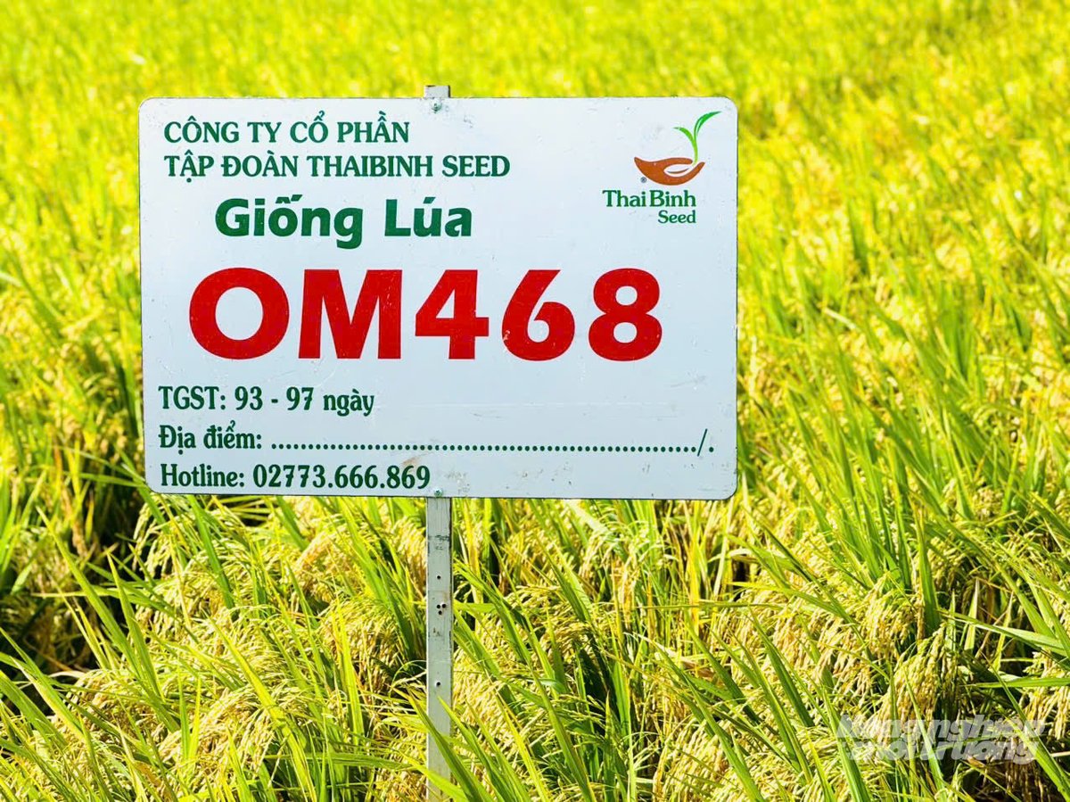 OM468 thể hiện nhiều đặc tính vượt trội. Ảnh: Lê Hoàng Vũ. OM468 thể hiện nhiều đặc tính vượt trội. Ảnh: Lê Hoàng Vũ.