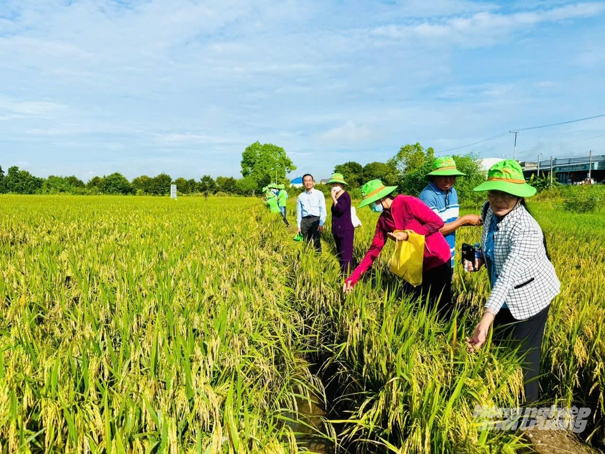 Nông dân cùng cán bộ kỹ thuật đánh giá thực tế năng suất và chất lượng giống lúa OM468. Ảnh: Lê Hoàng Vũ Nông dân cùng cán bộ kỹ thuật đánh giá thực tế năng suất và chất lượng giống lúa OM468. Ảnh: Lê Hoàng Vũ