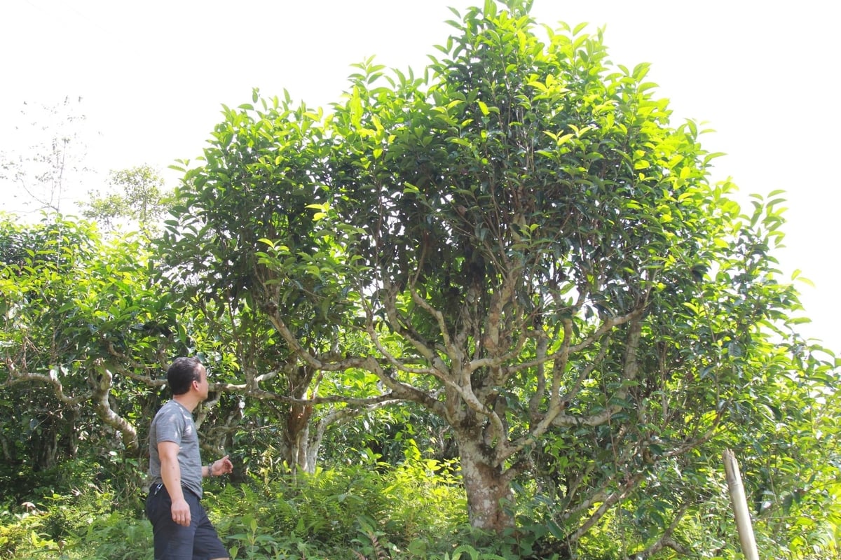 Nông nghiệp hữu cơ là con đường tất yếu của ngành chè. Ảnh: Hoàng Anh.