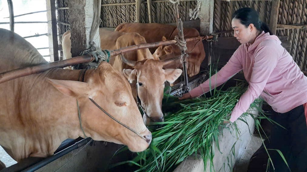 Nhờ tham gia đề án sinh kế hiệu quả, nhiều hộ dân cải thiện cuộc sống kinh tế gia đình. Ảnh: Thanh Bạch. Nhờ tham gia đề án sinh kế hiệu quả, nhiều hộ dân cải thiện cuộc sống kinh tế gia đình. Ảnh: Thanh Bạch.