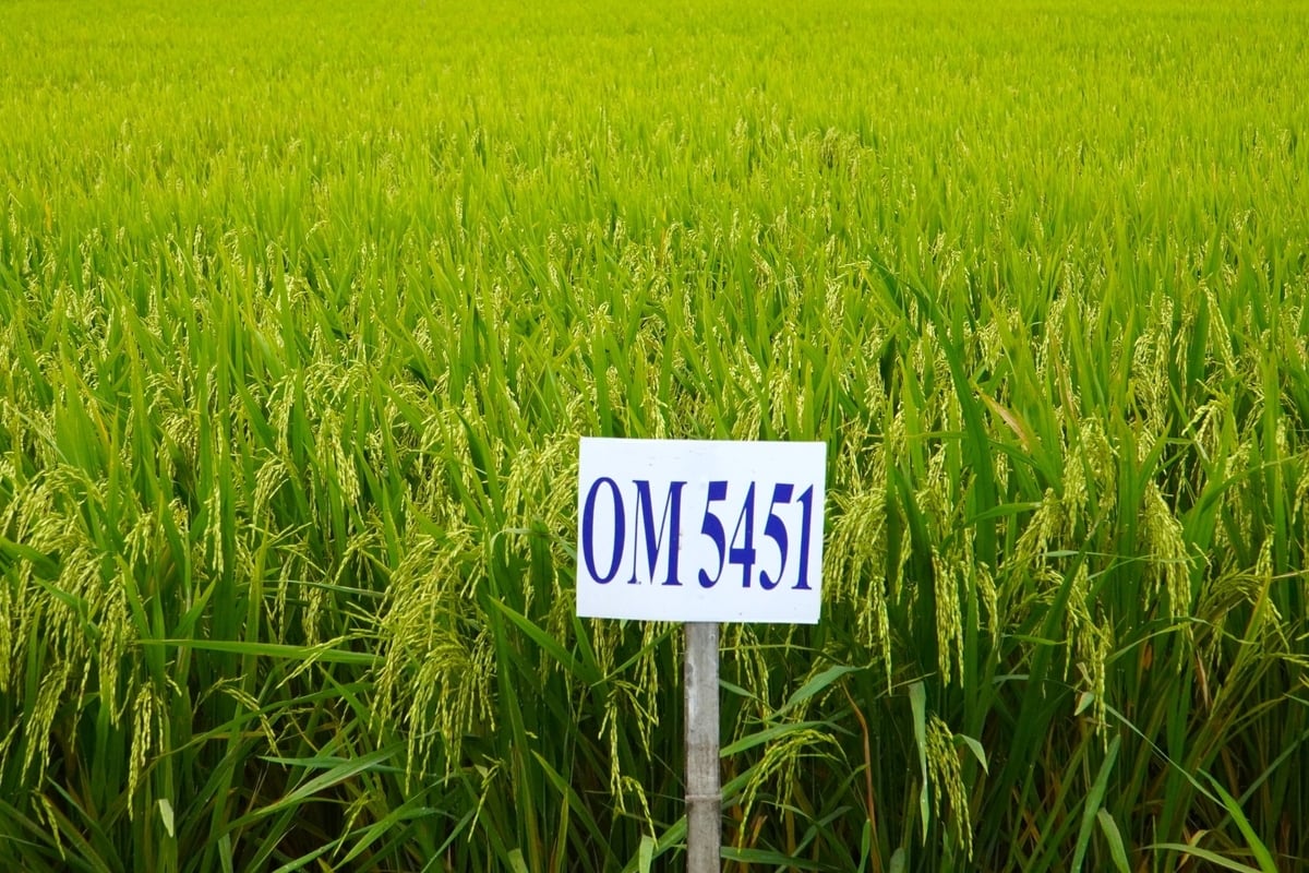 Diện tích gieo trồng các giống lúa thơm, chất lượng cao hàng năm đạt trên 5,1 triệu ha. Ảnh: Kim Anh. Diện tích gieo trồng các giống lúa thơm, chất lượng cao hàng năm đạt trên 5,1 triệu ha. Ảnh: Kim Anh.