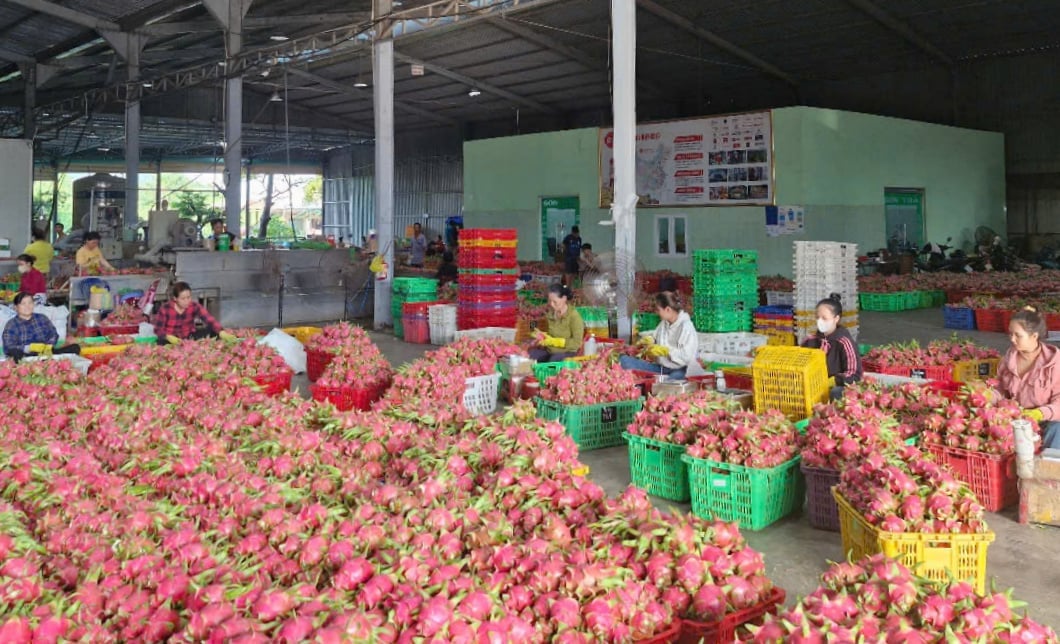 Tỉnh Lâm Đồng hiện là thủ phủ sản xuất thanh long của cả nước. Ảnh: Kim Sơ. Tỉnh Lâm Đồng hiện là thủ phủ sản xuất thanh long của cả nước. Ảnh: Kim Sơ.
