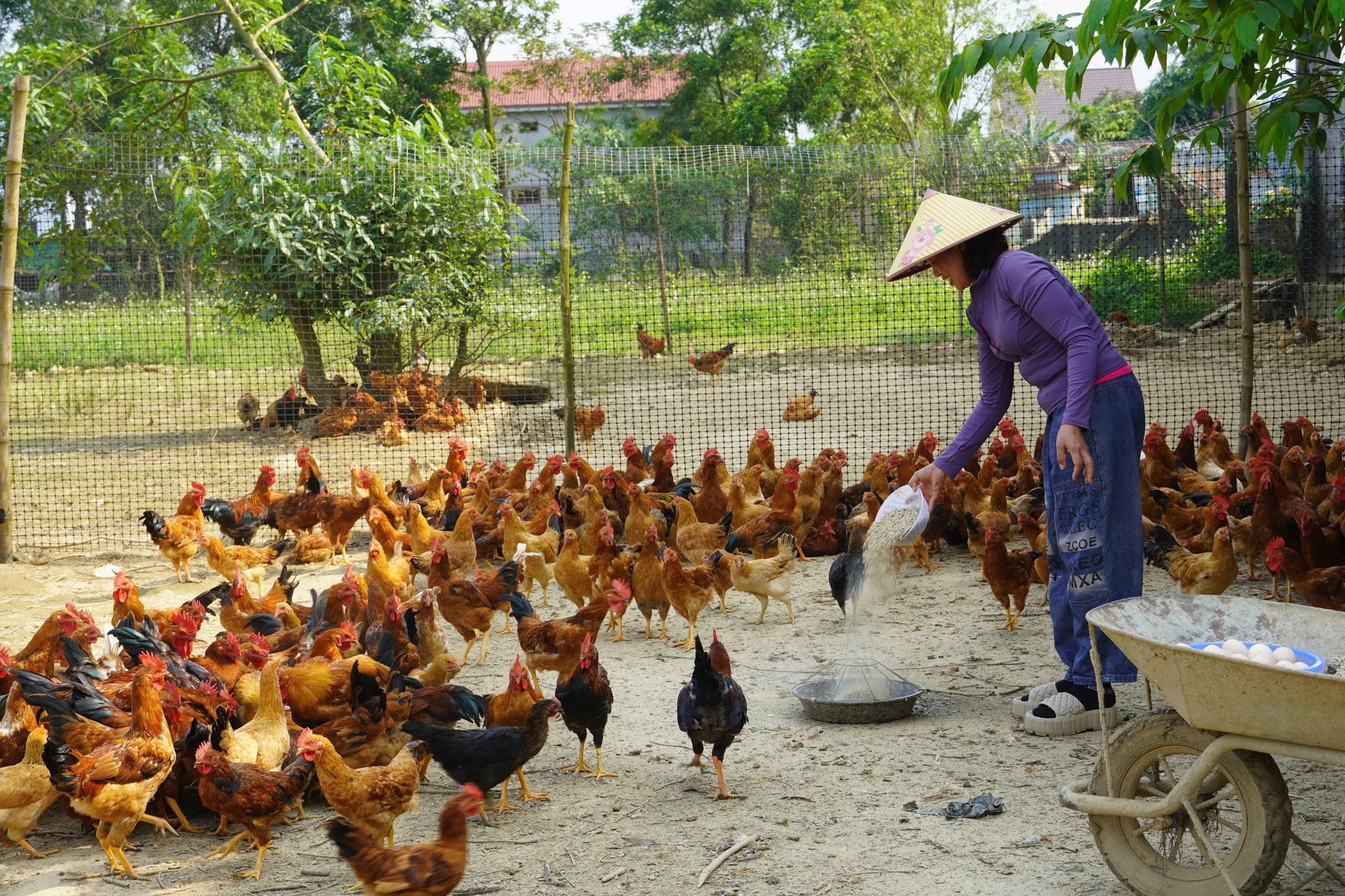 Mô hình nuôi gà sạch của chị Phan Thị Lương cho thu nhập cao. Ảnh: T. Phùng. Mô hình nuôi gà sạch của chị Phan Thị Lương cho thu nhập cao. Ảnh: T. Phùng.