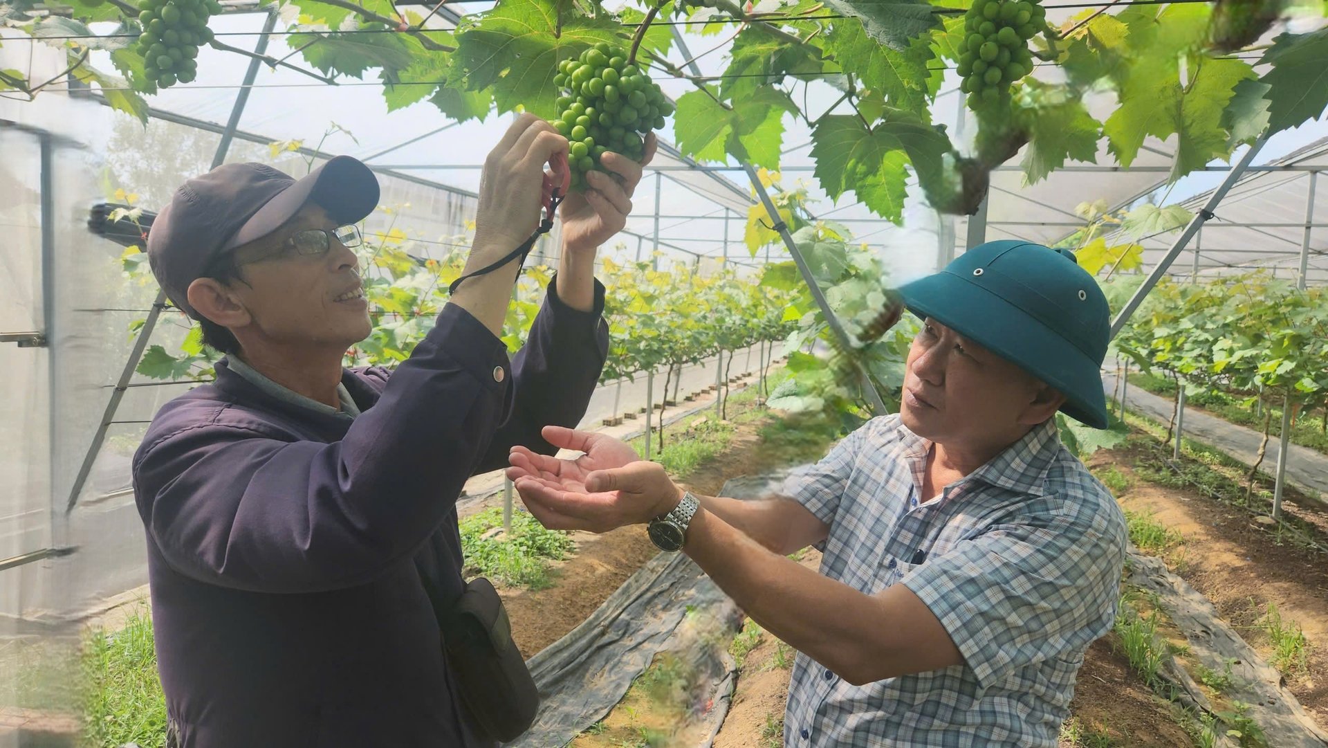 Sau 2 năm trồng, cây nho đã có thể cho thu hoạch vụ đầu tiên. Ảnh: T. Phùng. Sau 2 năm trồng, cây nho đã có thể cho thu hoạch vụ đầu tiên. Ảnh: T. Phùng.