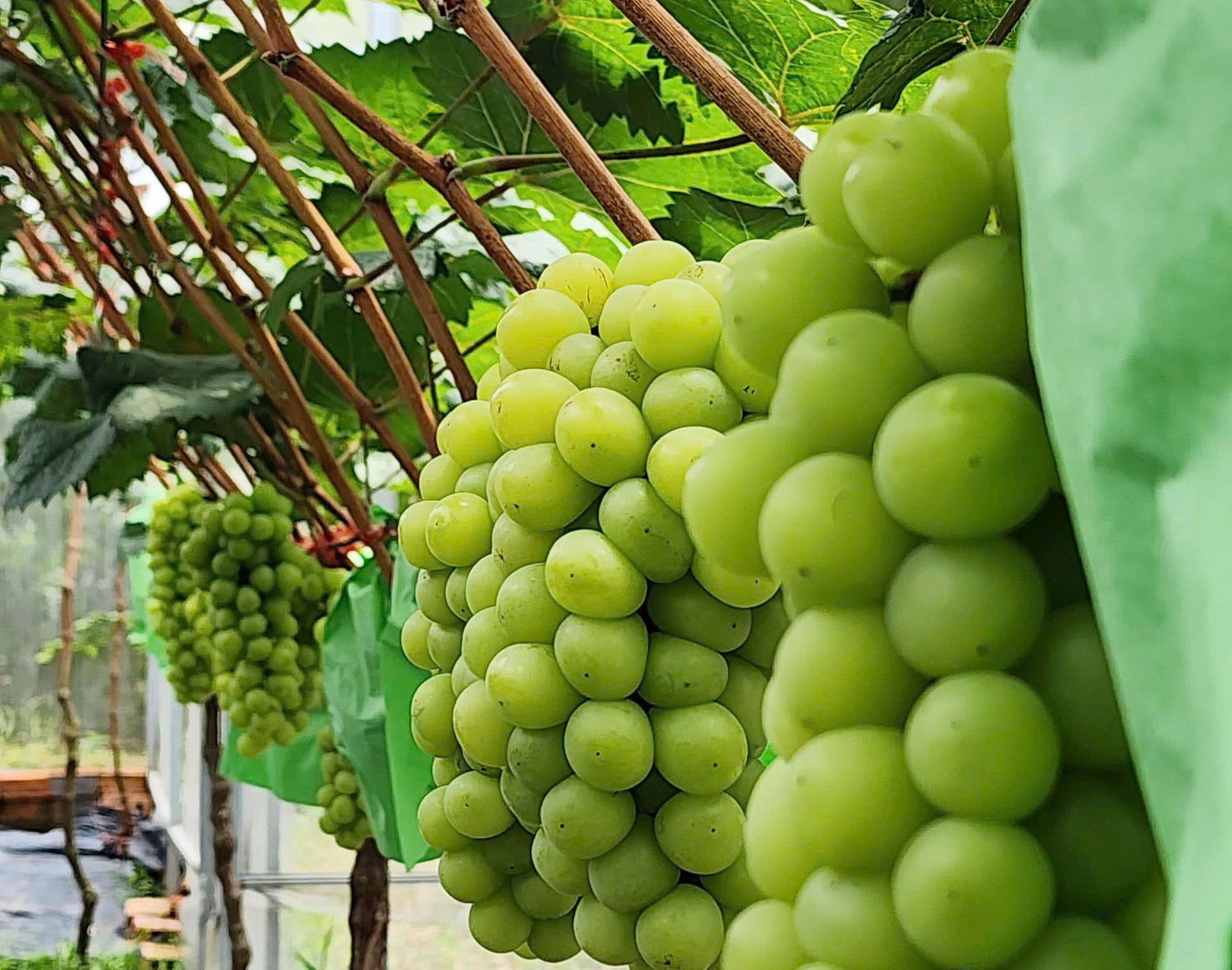 Cây nho trên vùng đất Quảng Trị có thể mở hướng đi mới trong nông nghiệp. Ảnh: T. Phùng. Cây nho trên vùng đất Quảng Trị có thể mở hướng đi mới trong nông nghiệp. Ảnh: T. Phùng.