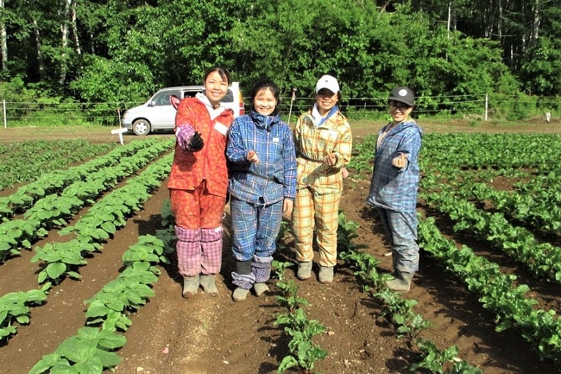 Các thực tập sinh người Việt thực hành nông nghiệp tại một đồng ruộng Hokkaido. Ảnh: Kokoro.