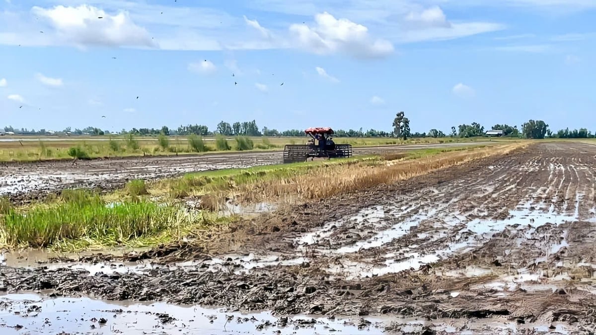 Nông dân tất bật vệ sinh đồng ruộng, cày ải, xới đất, đón phù sa để chuẩn bị gieo cấy vụ thu đông. Ảnh: Trần Trung. Nông dân tất bật vệ sinh đồng ruộng, cày ải, xới đất, đón phù sa để chuẩn bị gieo cấy vụ thu đông. Ảnh: Trần Trung.