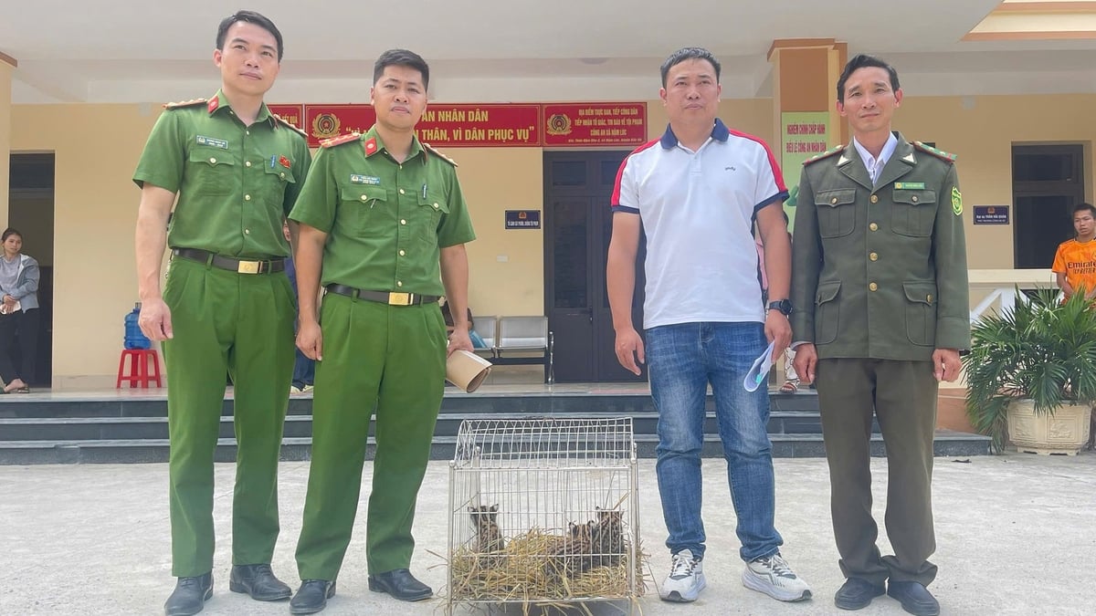 3 cá thể mèo quý hiếm đã được bàn giao cho Vườn quốc gia Hoàng Liên để chăm sóc, bảo tồn. Ảnh: Quỳnh Trang. 3 cá thể mèo quý hiếm đã được bàn giao cho Vườn quốc gia Hoàng Liên để chăm sóc, bảo tồn. Ảnh: Quỳnh Trang.