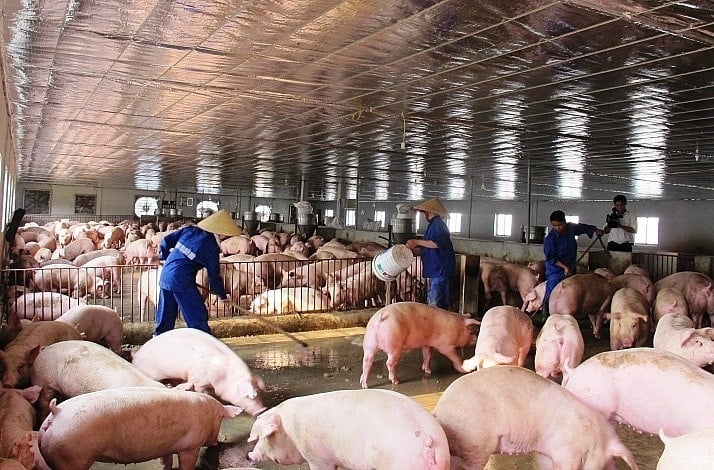 Giá trị ngành chăn nuôi vẫn chiếm trên 26% GDP và đóng góp quan trọng vào mức tăng trưởng chung của ngành nông nghiệp. Ảnh: Dabaco. Giá trị ngành chăn nuôi vẫn chiếm trên 26% GDP và đóng góp quan trọng vào mức tăng trưởng chung của ngành nông nghiệp. Ảnh: Dabaco.