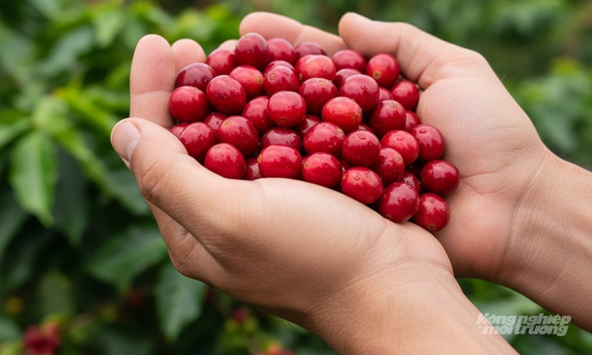 Coffee prices on September 5, 2025, globally and domestically