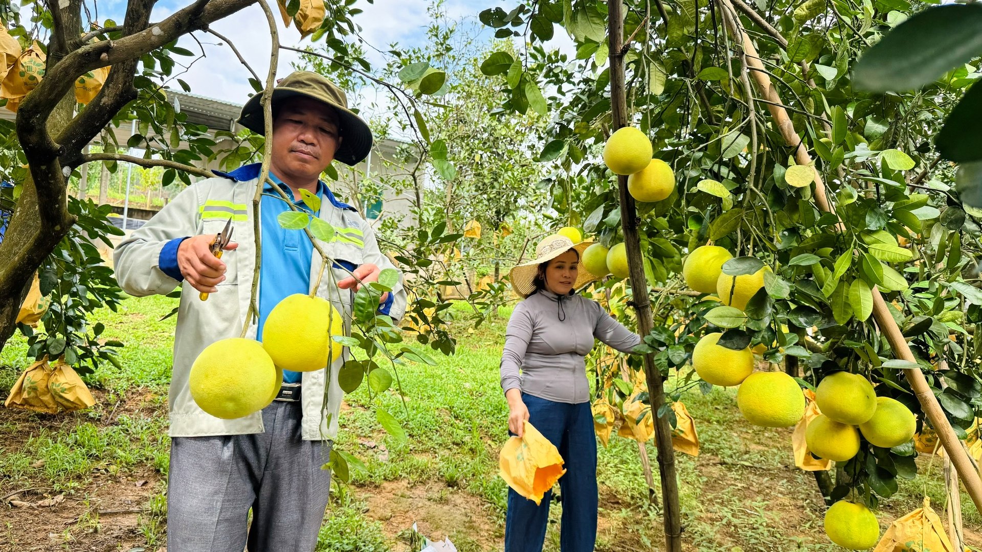 Nhà vườn bắt đầu nhộn nhịp vào vụ thu hoạch bưởi Phúc Trạch. Ảnh: Ánh Nguyệt. Nhà vườn bắt đầu nhộn nhịp vào vụ thu hoạch bưởi Phúc Trạch. Ảnh: Ánh Nguyệt.