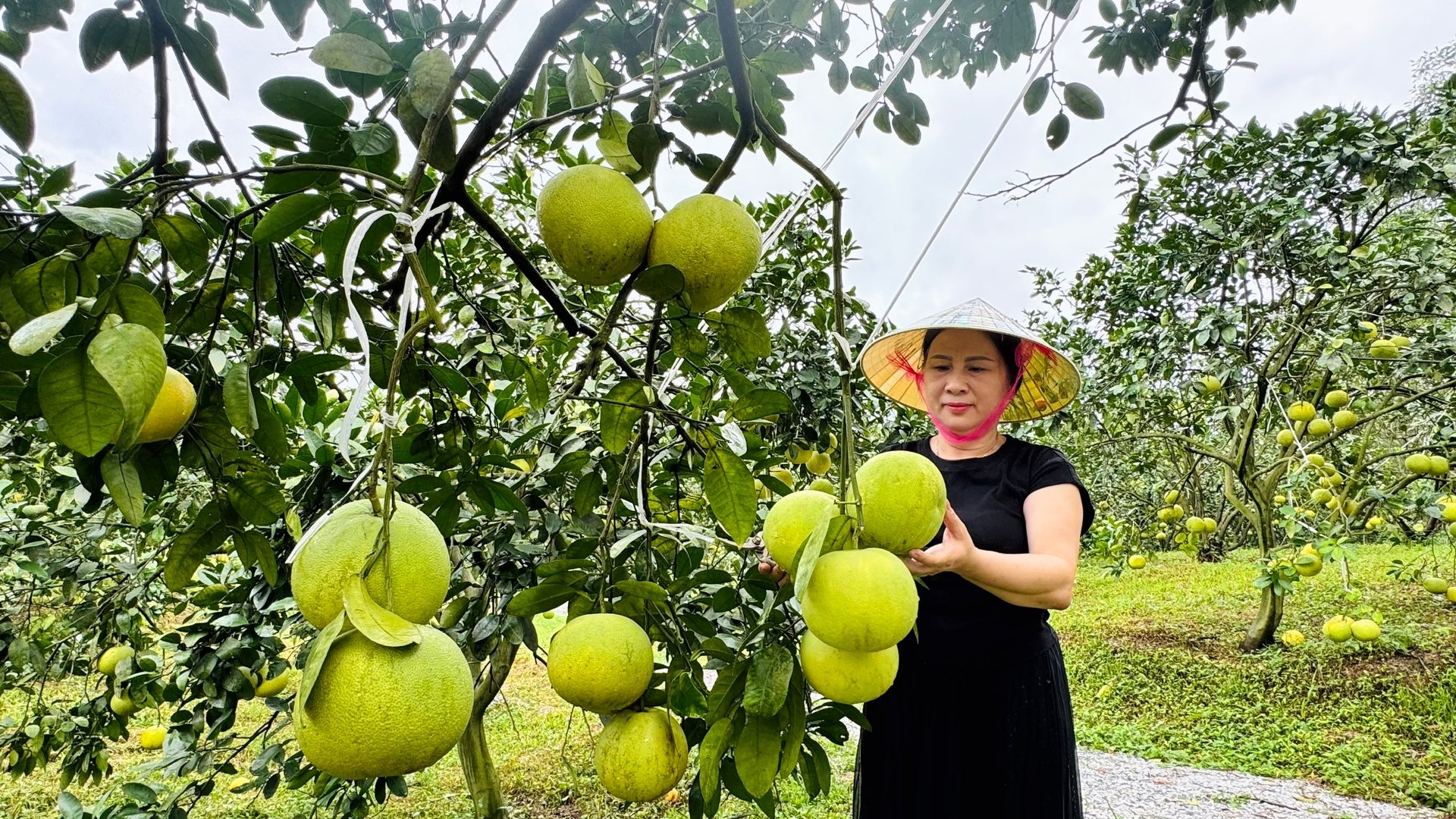 Theo đánh giá của nhà vườn, mặc dù thời tiết không thuận lợi nhưng cây bưởi vẫn cho năng suất tương đối cao. Ảnh: Ánh Nguyệt. Theo đánh giá của nhà vườn, mặc dù thời tiết không thuận lợi nhưng cây bưởi vẫn cho năng suất tương đối cao. Ảnh: Ánh Nguyệt.