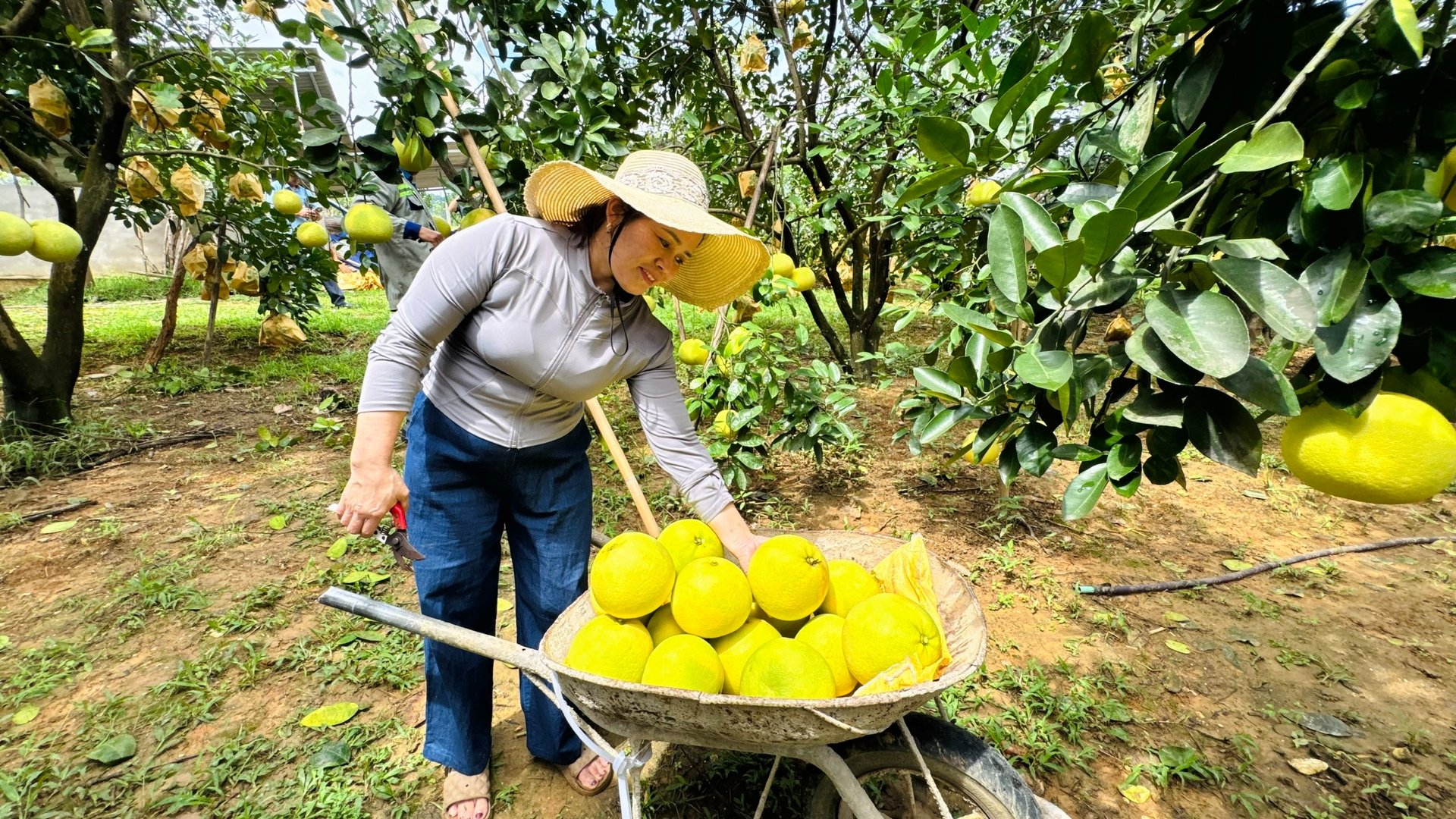 Bưởi Phúc Trạch đang được thương lái thu mua với giá từ 20.000 - 50.000 đồng/quả tại vườn. Ảnh: Ánh Nguyệt. Bưởi Phúc Trạch đang được thương lái thu mua với giá từ 20.000 - 50.000 đồng/quả tại vườn. Ảnh: Ánh Nguyệt.