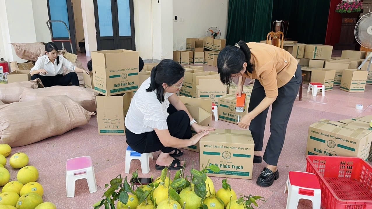 Trung tâm Hỗ trợ nông dân (Hội Nông dân Hà Tĩnh) phối hợp cùng hội nông dân các địa phương hỗ trợ tiêu thụ bưởi cho hội viên, đặc biệt là diện tích bưởi bị ảnh hưởng bão lũ vừa qua. Ảnh: Ánh Nguyệt. Trung tâm Hỗ trợ nông dân (Hội Nông dân Hà Tĩnh) phối hợp cùng hội nông dân các địa phương hỗ trợ tiêu thụ bưởi cho hội viên, đặc biệt là diện tích bưởi bị ảnh hưởng bão lũ vừa qua. Ảnh: Ánh Nguyệt.
