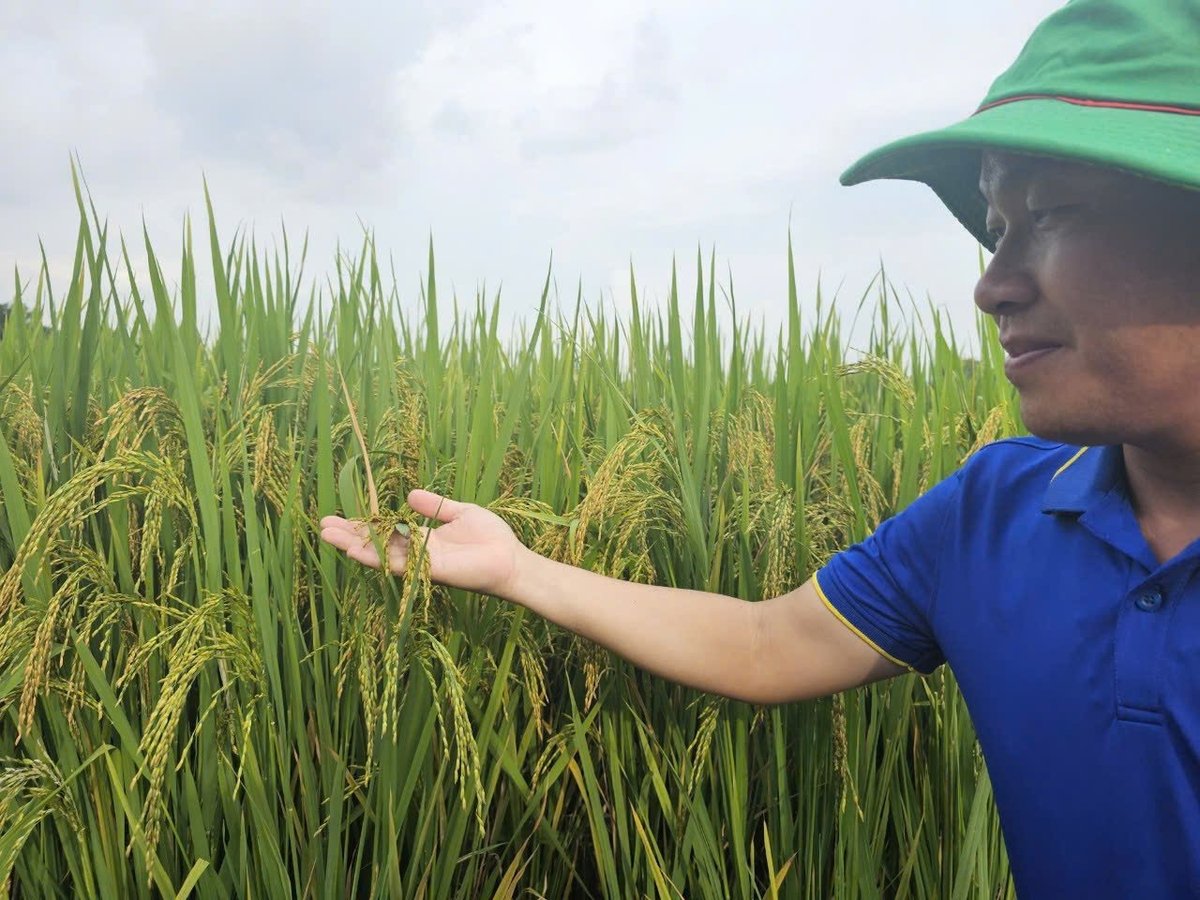 Trồng lúa hữu cơ ở Xuân Lãng. Ảnh: Hoàng Anh.