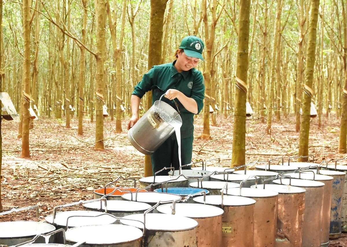 Công nhân của VRG thu hoạch mủ cao su. Ảnh: VRG. Công nhân của VRG thu hoạch mủ cao su. Ảnh: VRG.