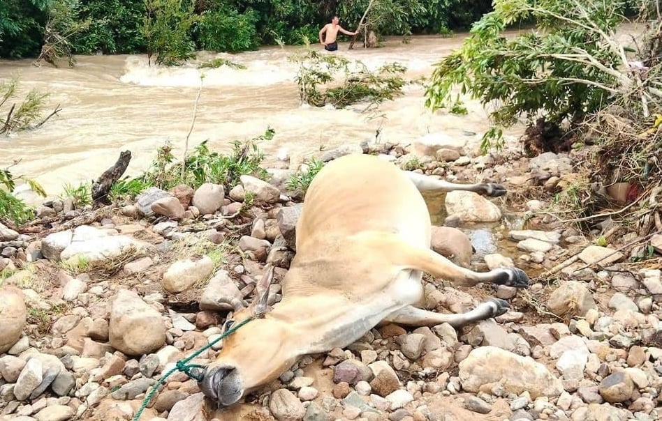 Mưa lớn khiến nước lũ bất ngờ đang cao làm gia súc bị chết do ngạt nước. Ảnh: Xuân Triệu. Mưa lớn khiến nước lũ bất ngờ đang cao làm gia súc bị chết do ngạt nước. Ảnh: Xuân Triệu.