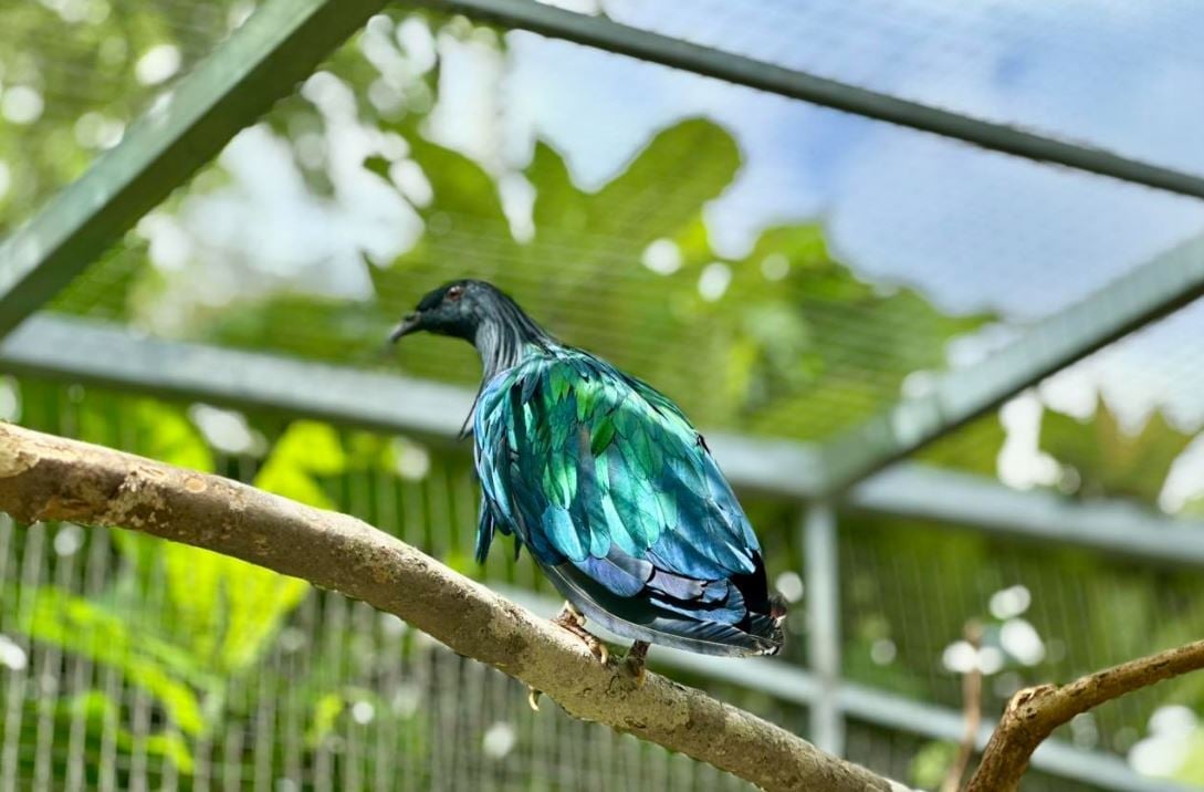 Cá thể bồ câu Nicobar quý hiếm được người dân Côn Đảo bàn giao cho cơ quan chức năng. Ảnh: Ban Quản lý Vườn quốc gia Côn Đảo.