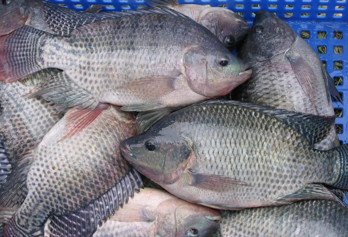 Cá rô phi là nguồn thực phẩm giàu protein, ít chất béo bão hòa, dễ chế biến và giá thành hợp lý. Ảnh: Darryl Jory.