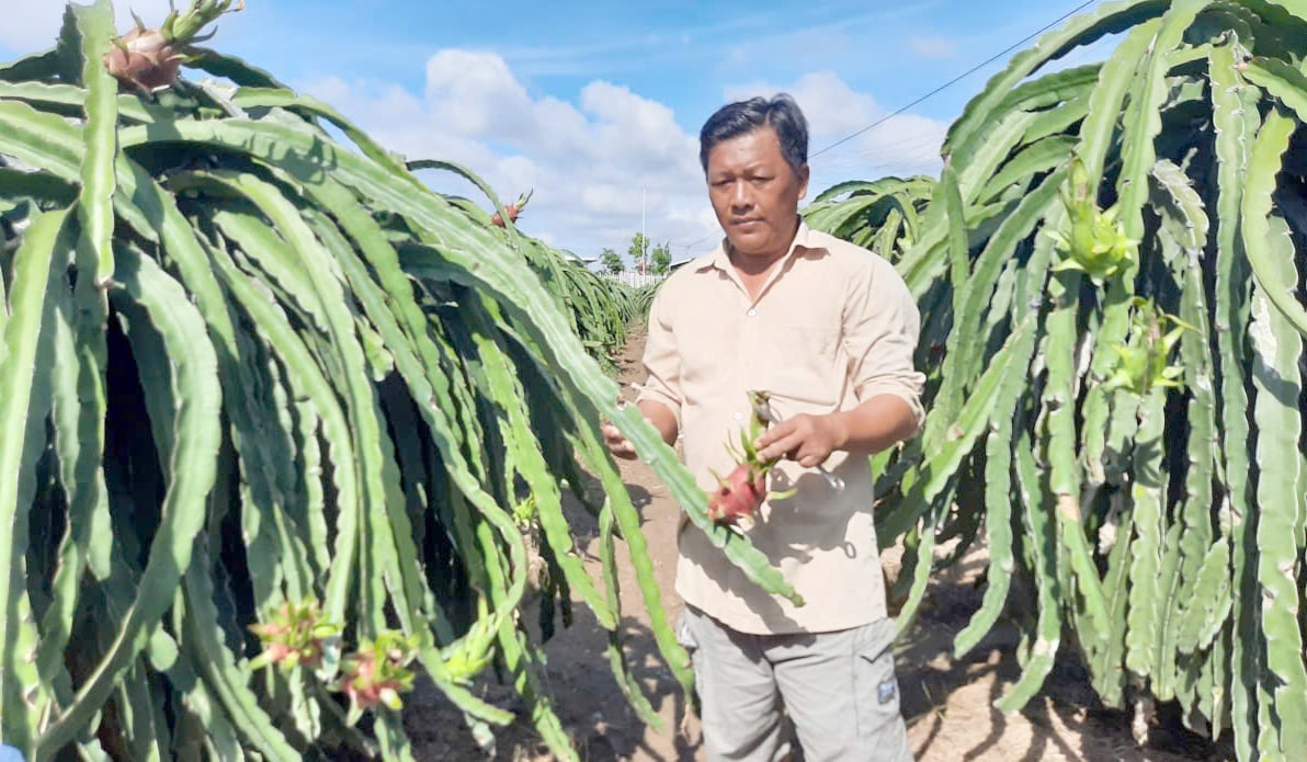 Người dân mong muốn xử lý nghiêm các đối tượng trộm cắp dây điện tại các vườn thanh long. Ảnh: Thanh Bạch.