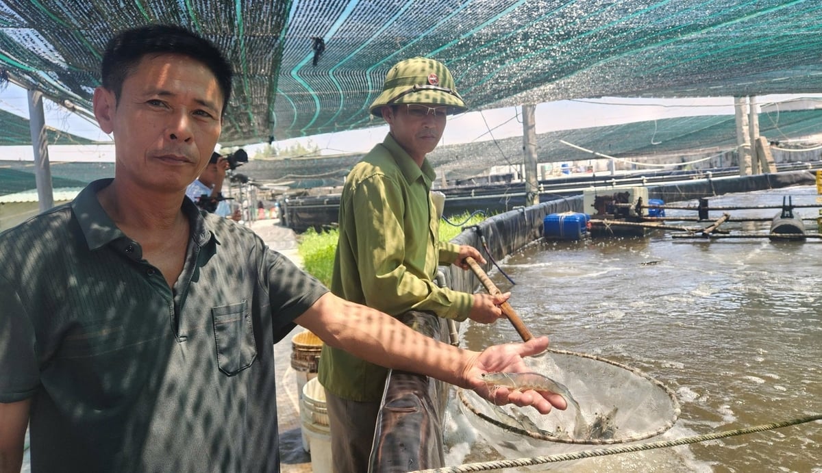 Cơ sở nuôi tôm công nghệ cao Hòa Phát thu về thành quả ngọt ngào. Ảnh: Việt Khánh.