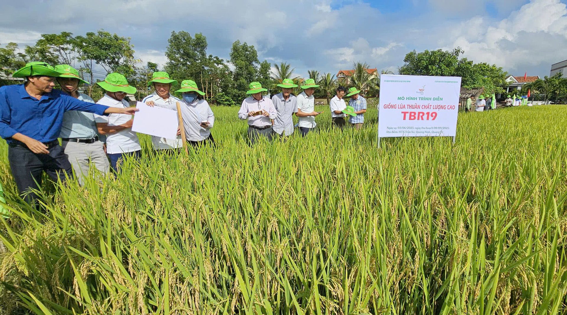 Mô hình sản xuất giống lúa TBR19 tại HTX Trần Xá (Quảng Trị). Ảnh: T. Đức. Mô hình sản xuất giống lúa TBR19 tại HTX Trần Xá (Quảng Trị). Ảnh: T. Đức.